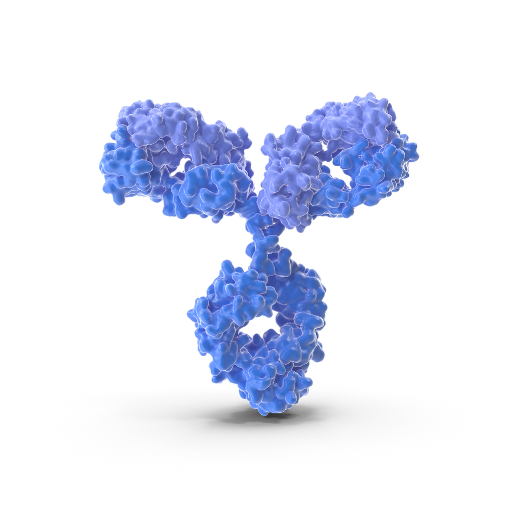 NEFH antibody - 100µg