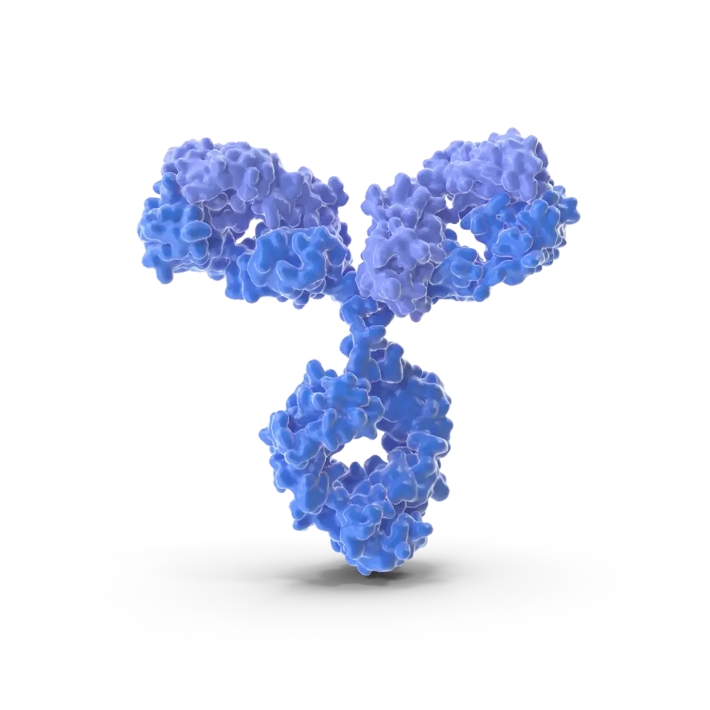 CHOP  Antibody