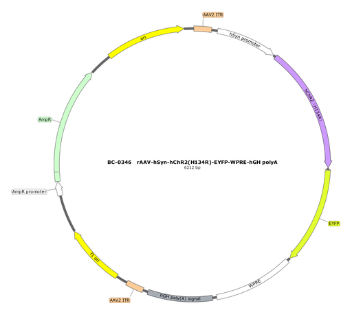 [SK-0346] rAAV-hSyn-hChR2(H134R)-EYFP