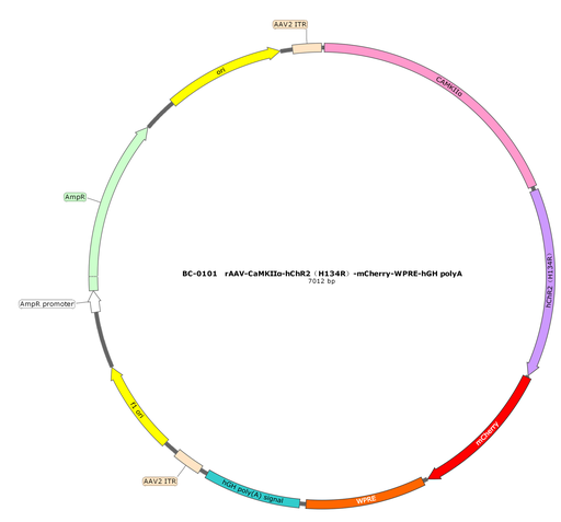 [SK-0101] rAAV-CaMKIIα-hChR2(H134R)-mCherry