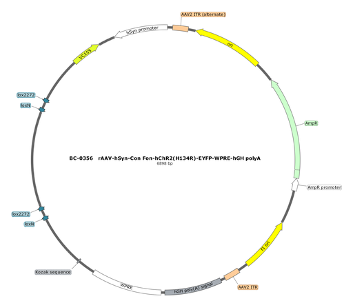 [SK-0356] rAAV-hSyn-Con Fon-hChR2(H134R)-EYFP