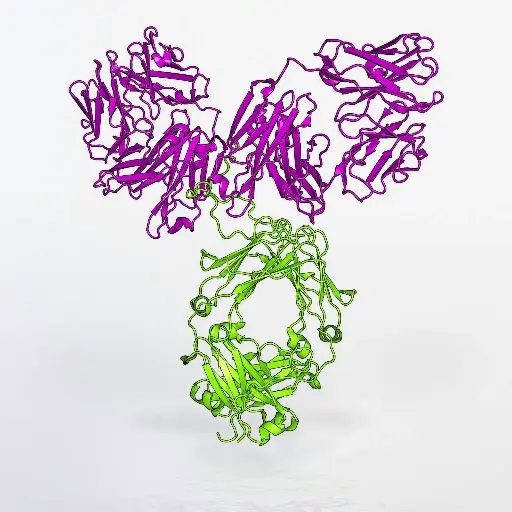 [ABD5040] OR89 Antibody - 100µg