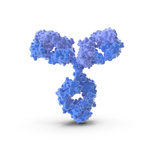 [ABD6025] CHOP  Antibody - 100µg