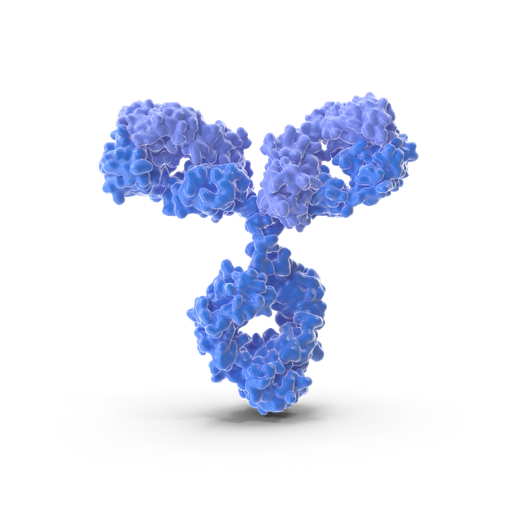 [ABF3021] Phospho- p56 Dok- 2  (Tyr299)  Antibody